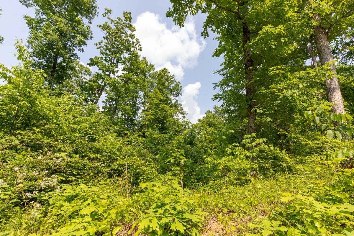 Decorative background for Cedar Creek Tract 59 image 7
