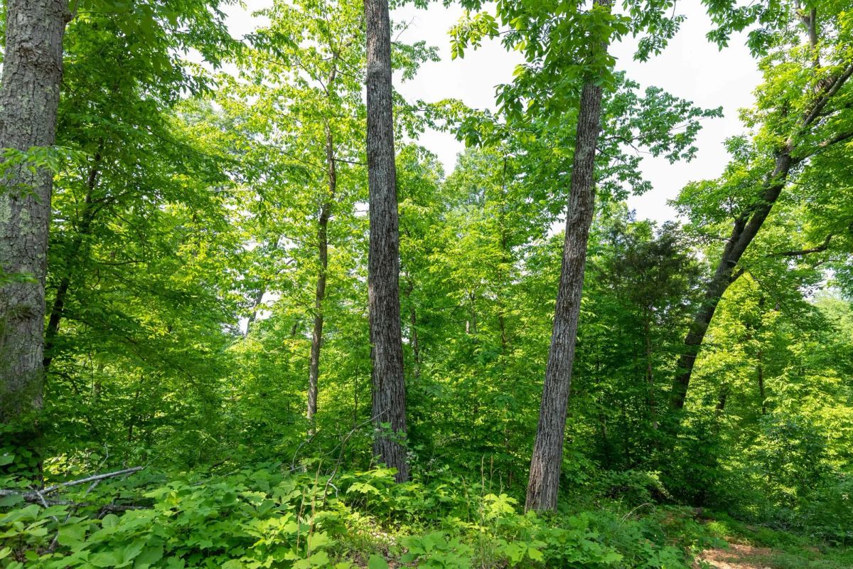 Decorative background for Cedar Creek Tract 59 image 8
