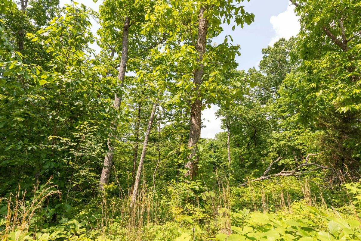 Decorative background for Cedar Creek Tract 59 image 10