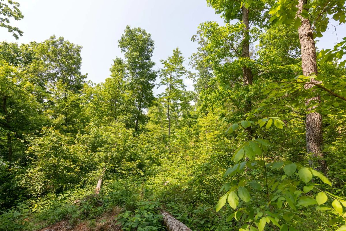 Decorative background for Cedar Creek Tract 59 image 11