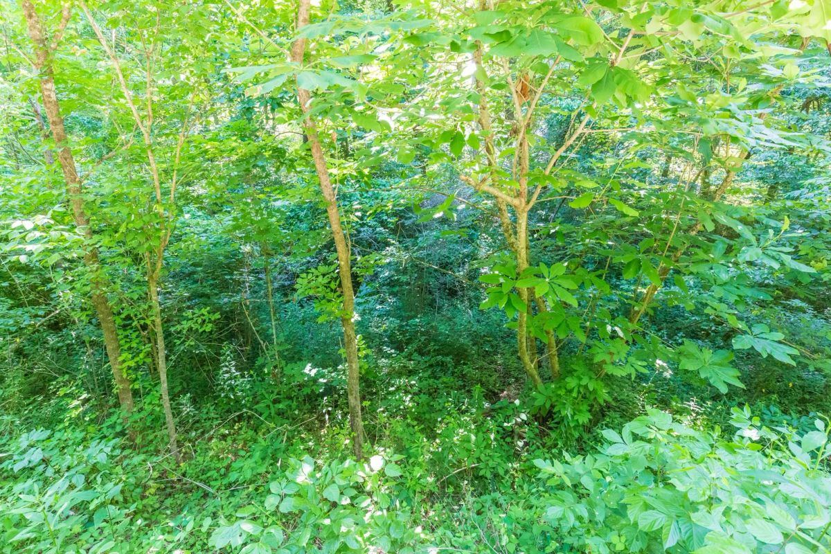 Decorative background for River’s Edge Tract 4 image 6