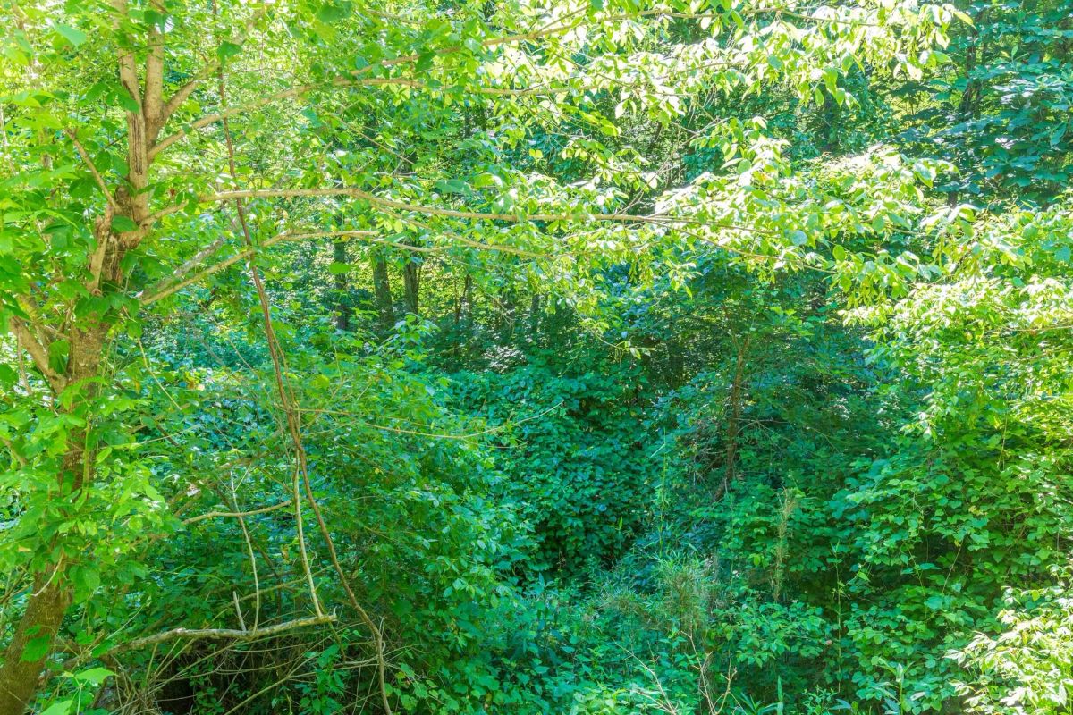 Decorative background for River’s Edge Tract 4 image 7