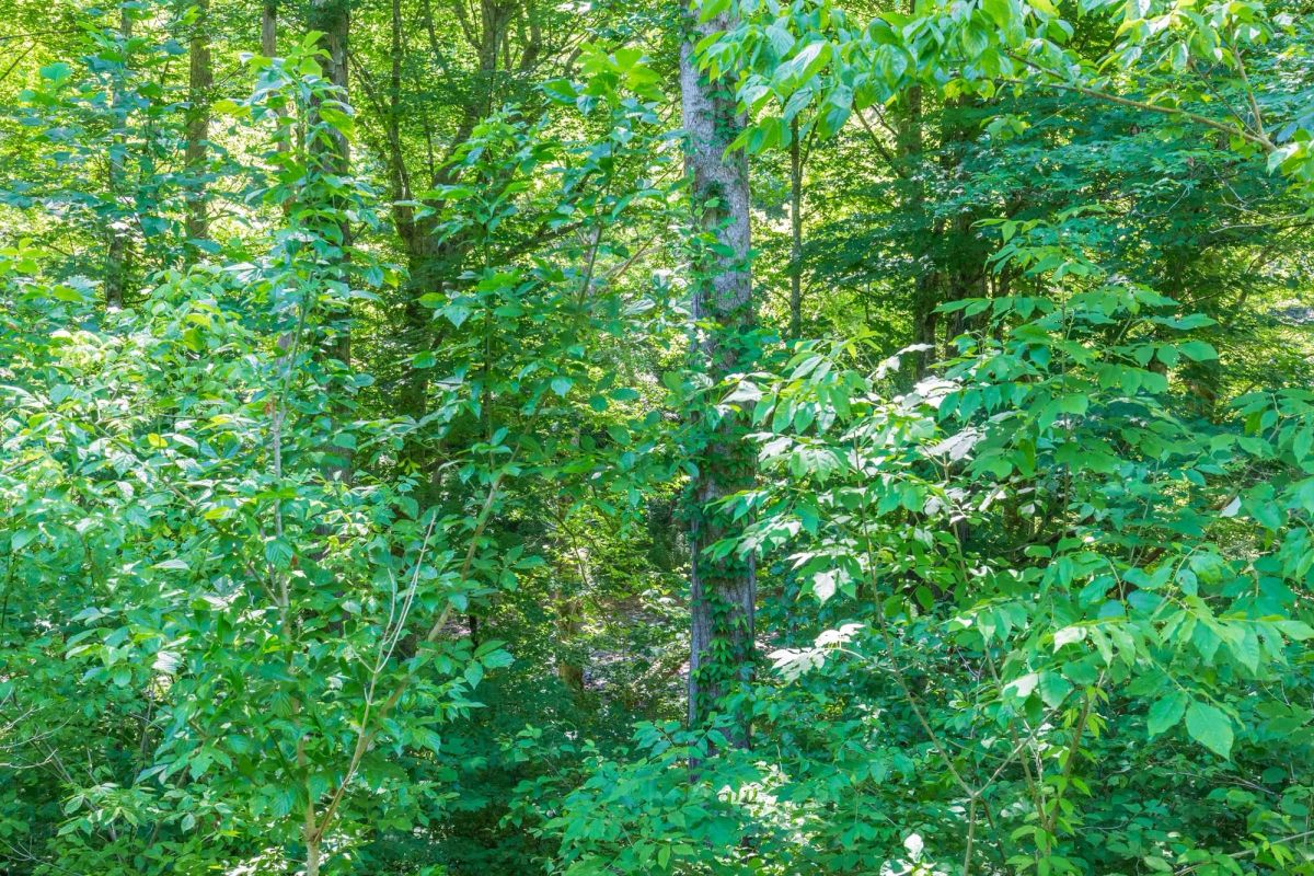 Decorative background for River’s Edge Tract 4 image 8