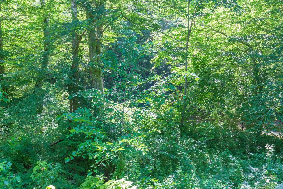 Decorative background for River’s Edge Tract 4 image 12