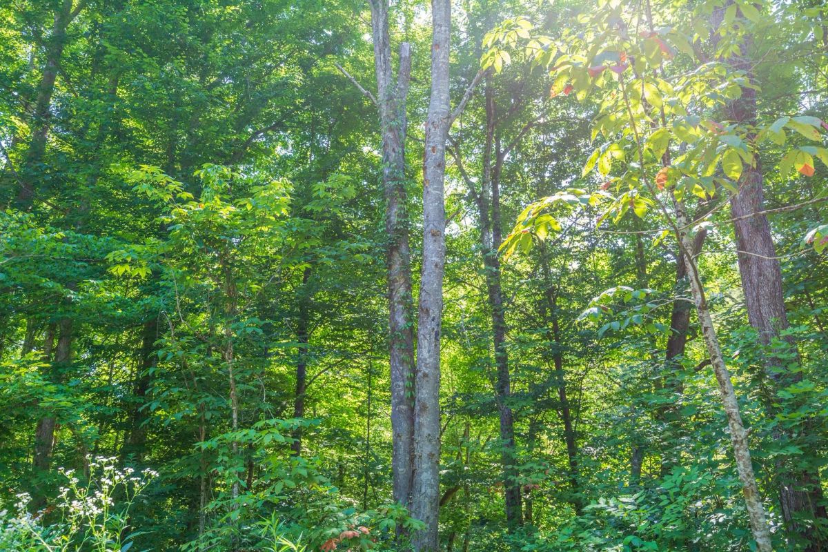 Decorative background for River’s Edge Tract 4 image 13
