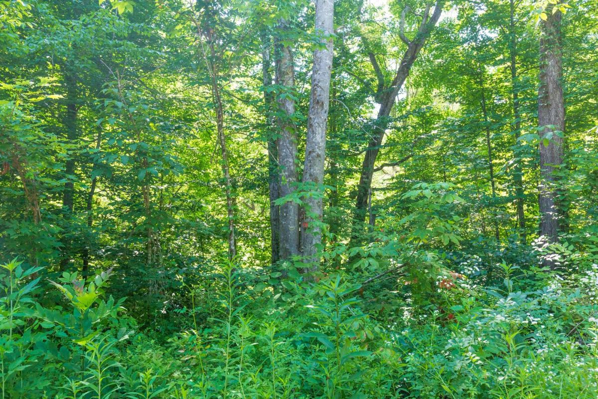 Decorative background for River’s Edge Tract 4 image 14
