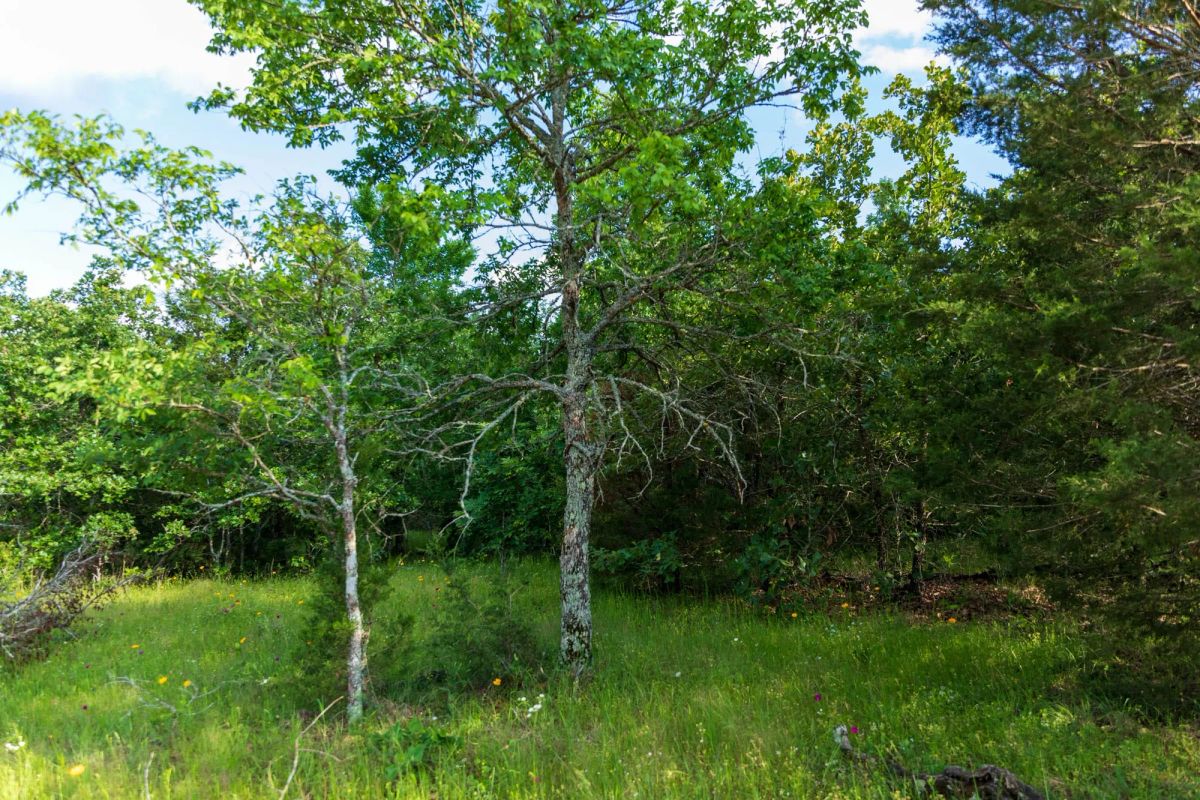 Decorative background for Falcon Crest Tract 20 image 7