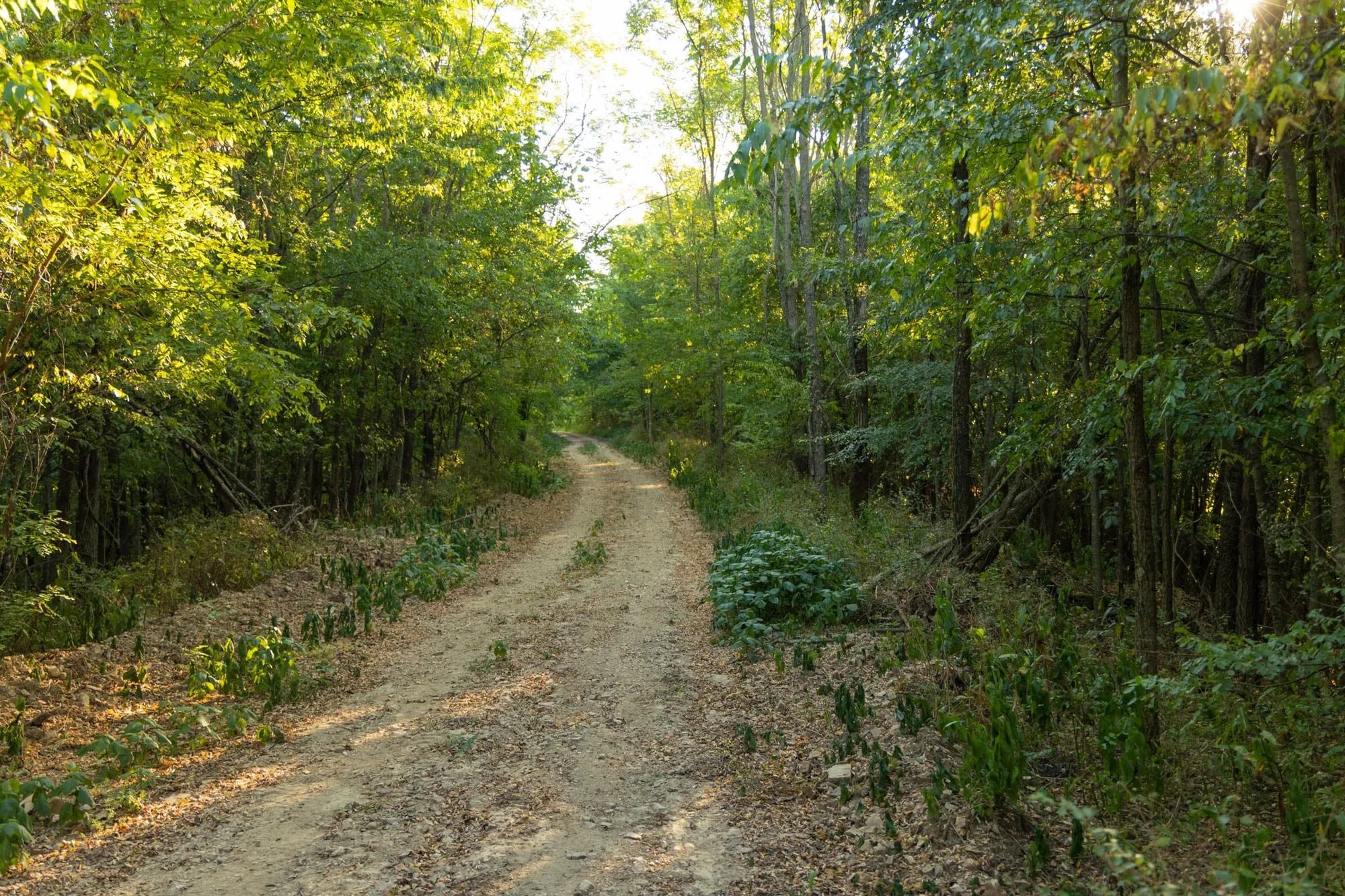 Big White Oak Tract 111 in Perry County, TN