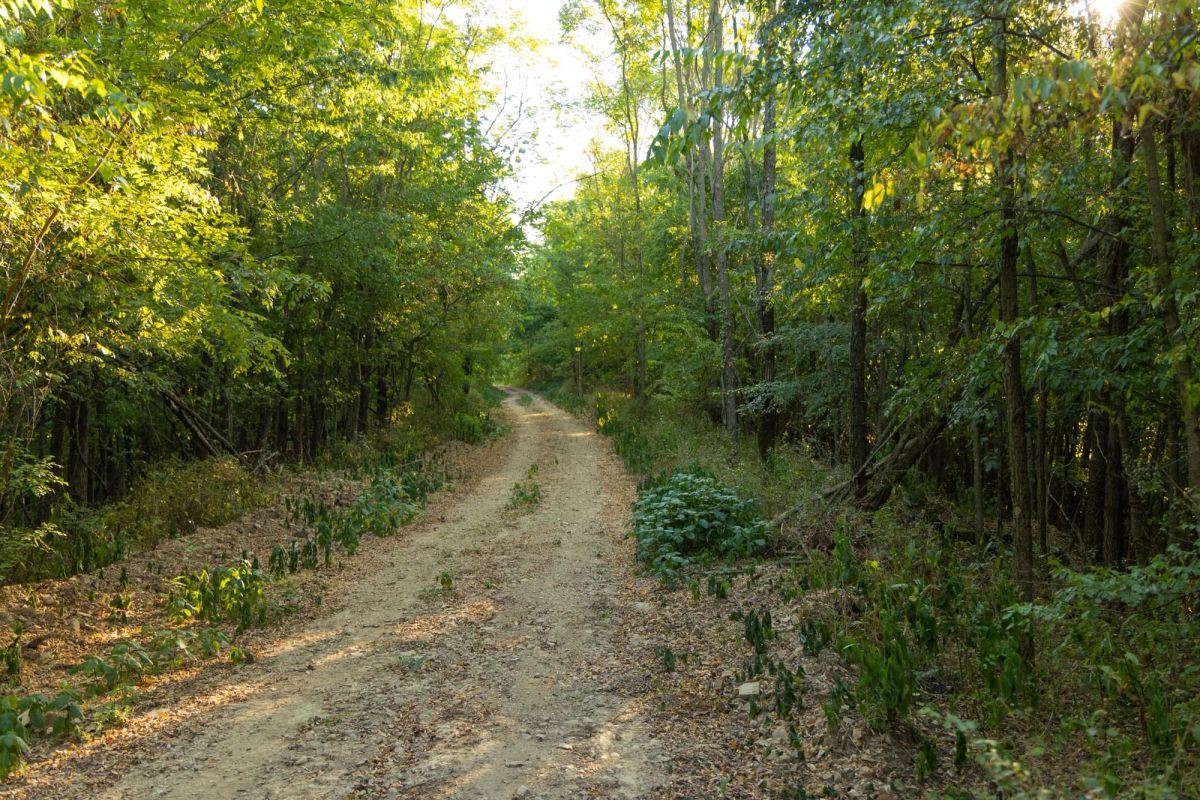 Big White Oak Tract 111 - Main image