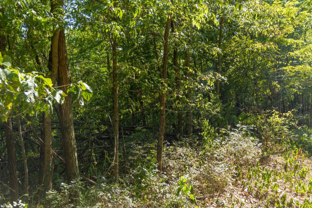 Big White Oak Tract 111 - Image 2