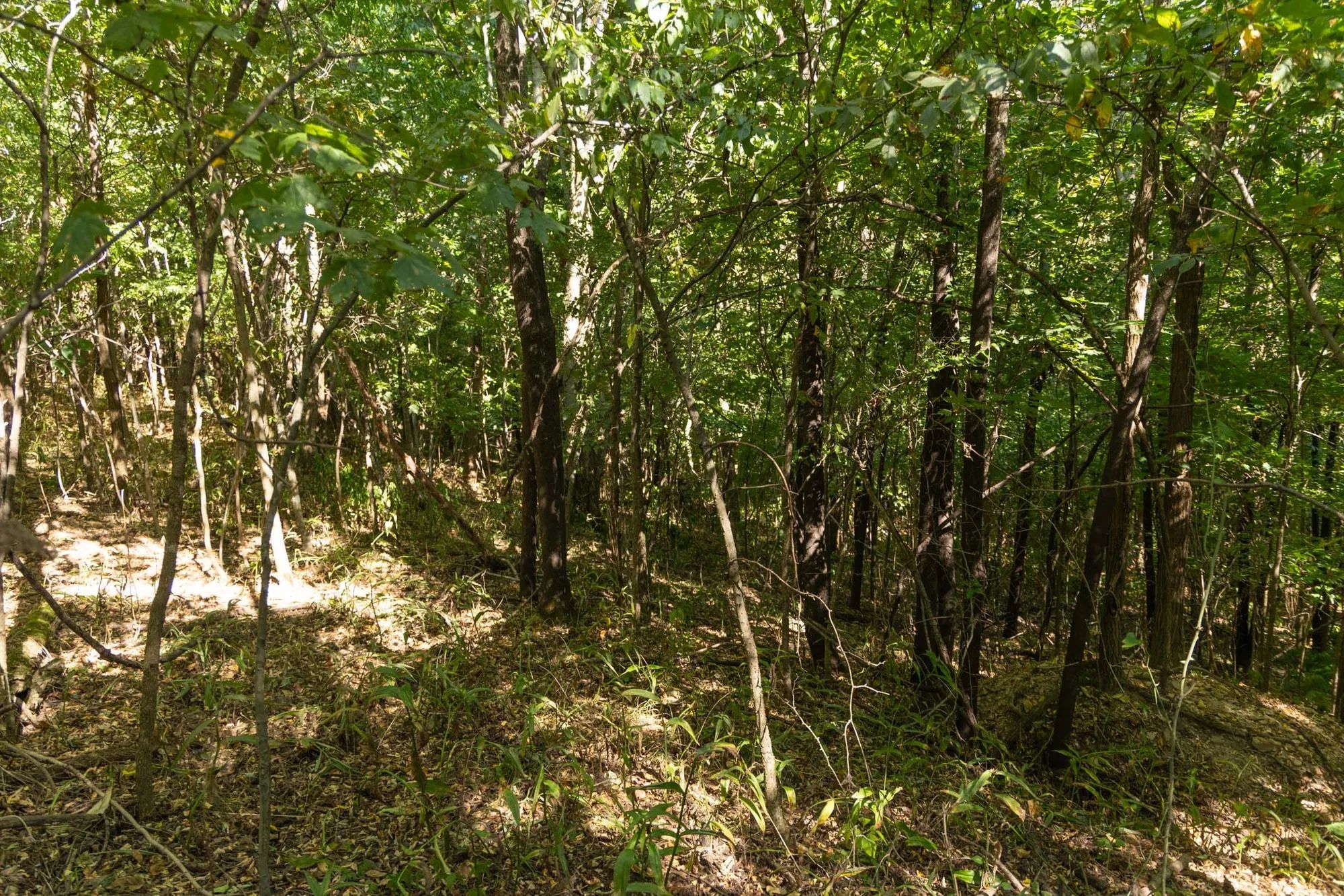 Big White Oak Tract 111 in Perry County, TN