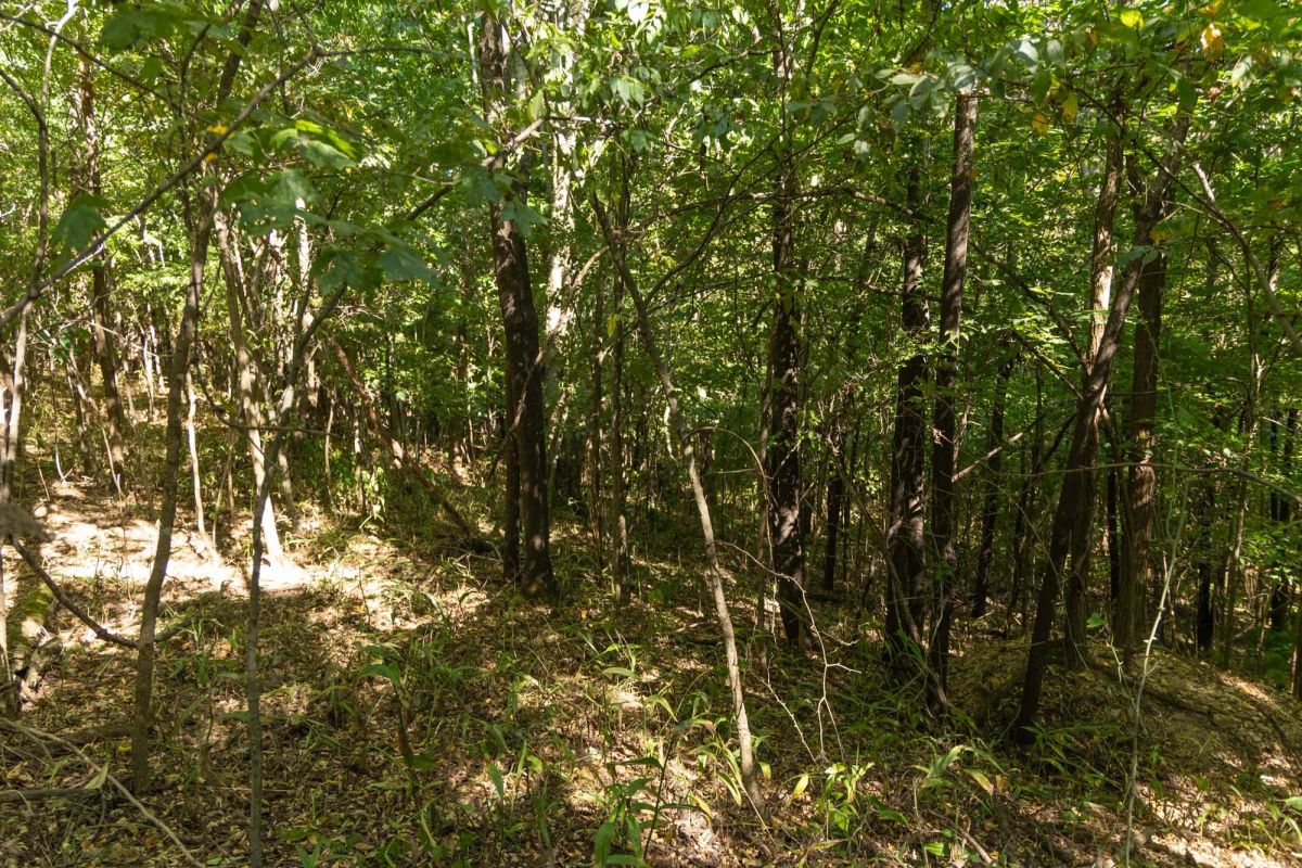 Big White Oak Tract 111 - Image 4