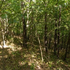 Big White Oak Tract 111 in Perry County, TN