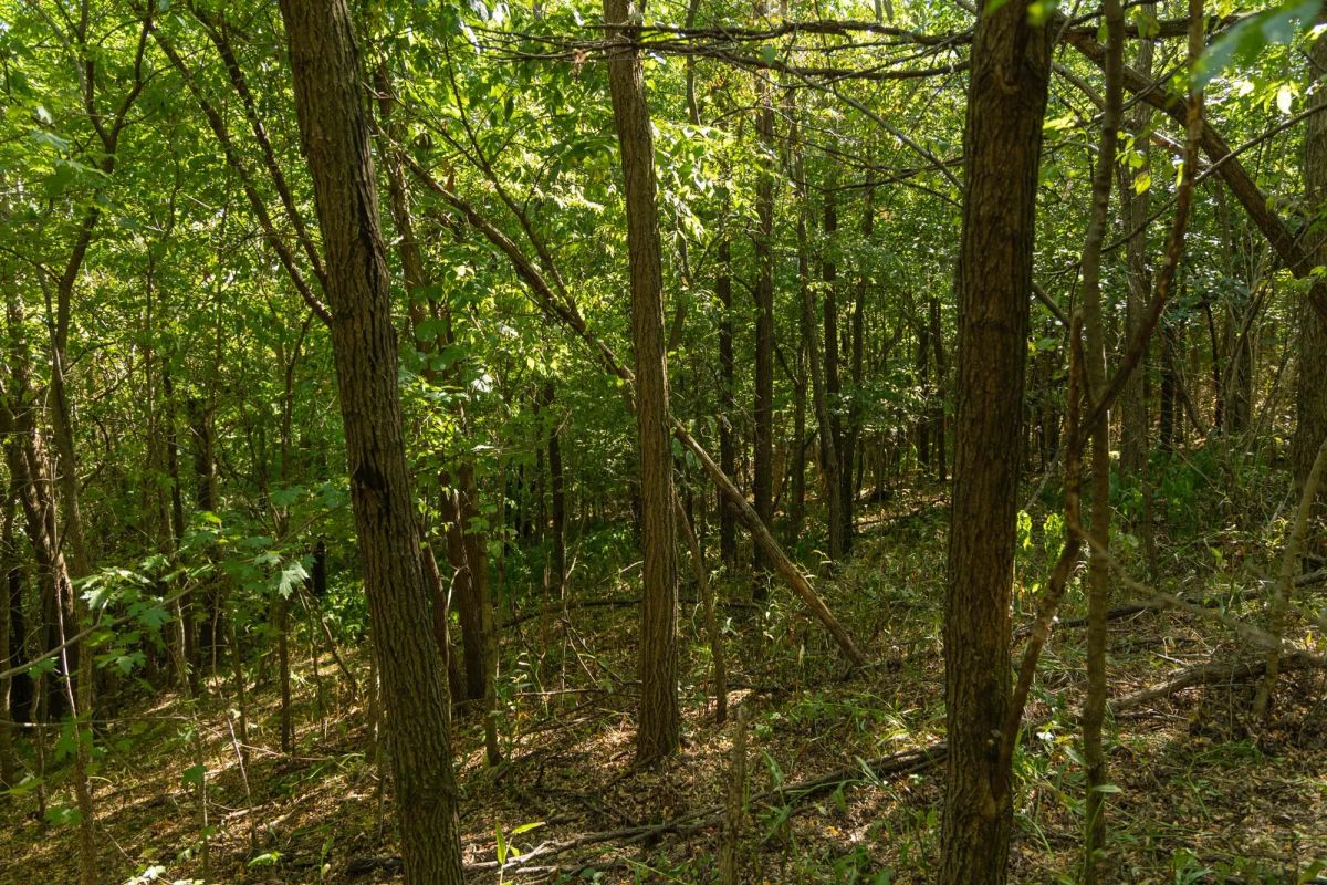 Decorative background for Big White Oak Tract 111 image 5