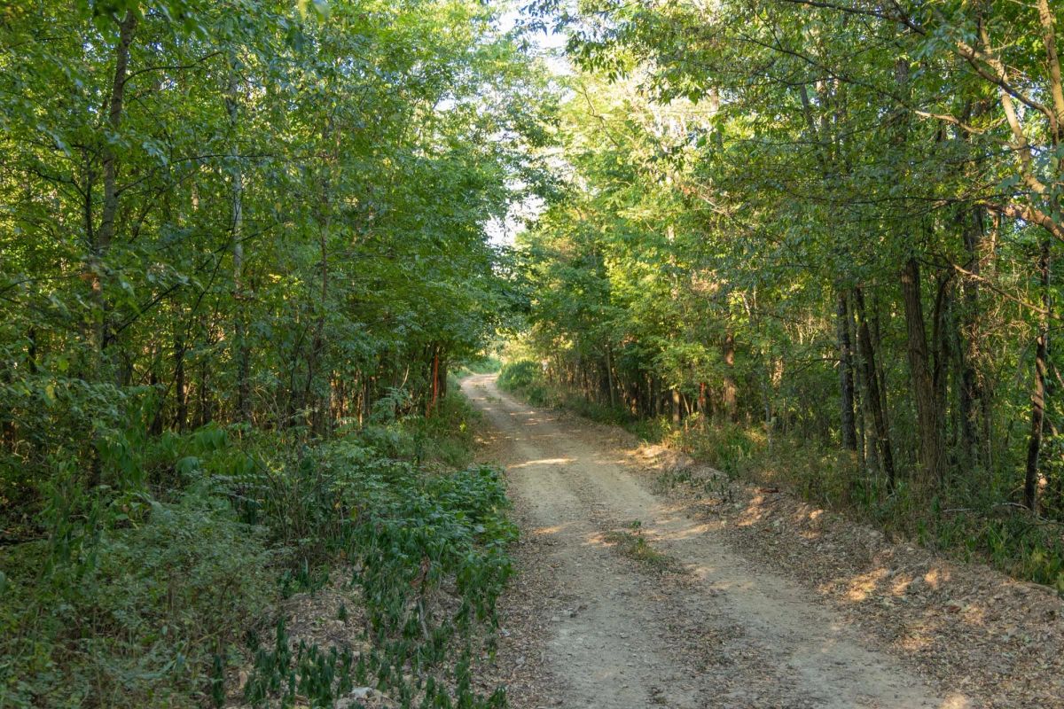 Decorative background for Big White Oak Tract 111 image 6
