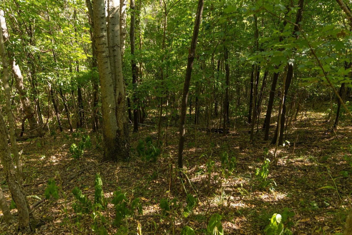 Decorative background for Big White Oak Tract 111 image 7