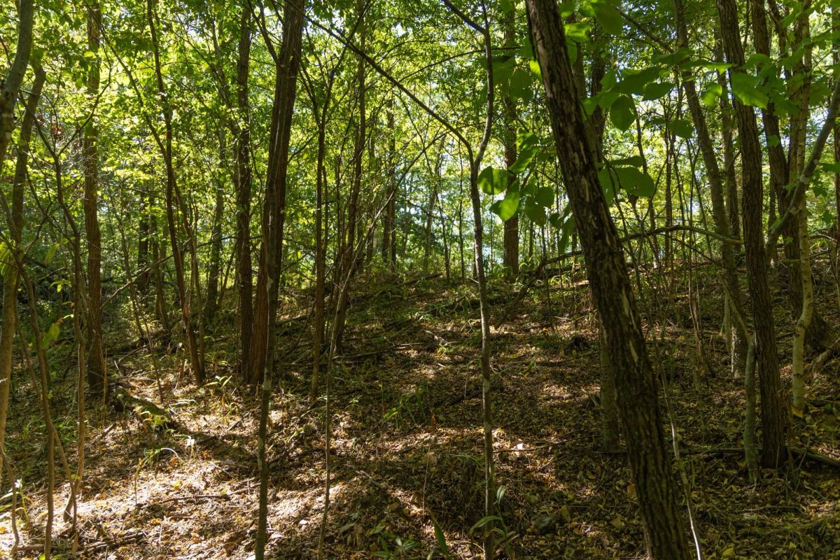 Decorative background for Big White Oak Tract 111 image 8
