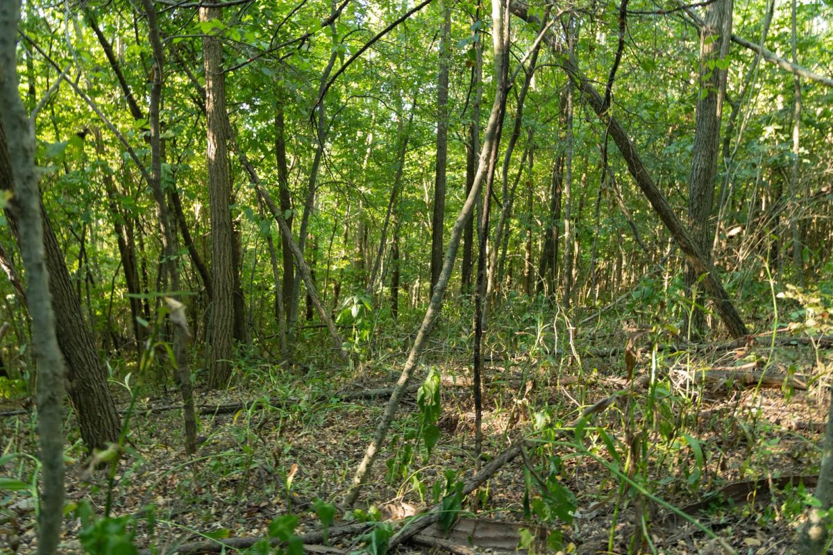 Decorative background for Big White Oak Tract 111 image 9