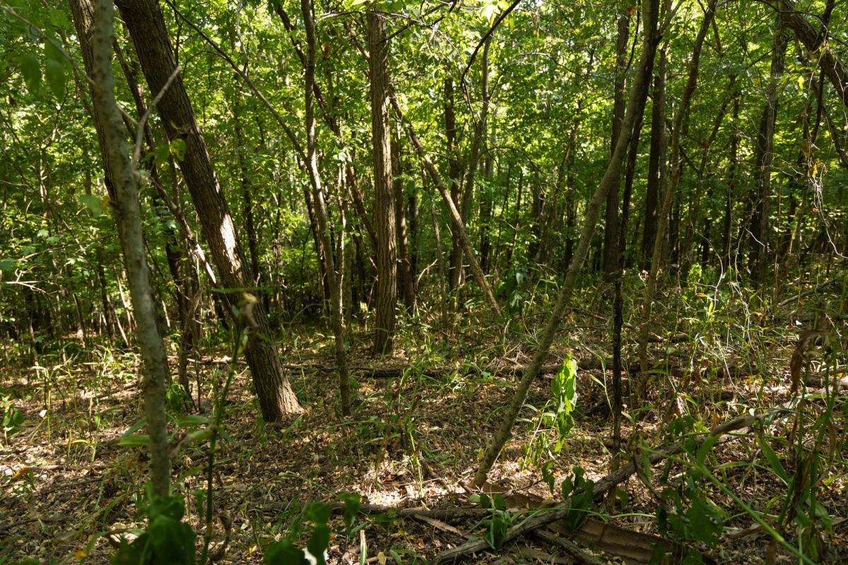 Decorative background for Big White Oak Tract 111 image 10