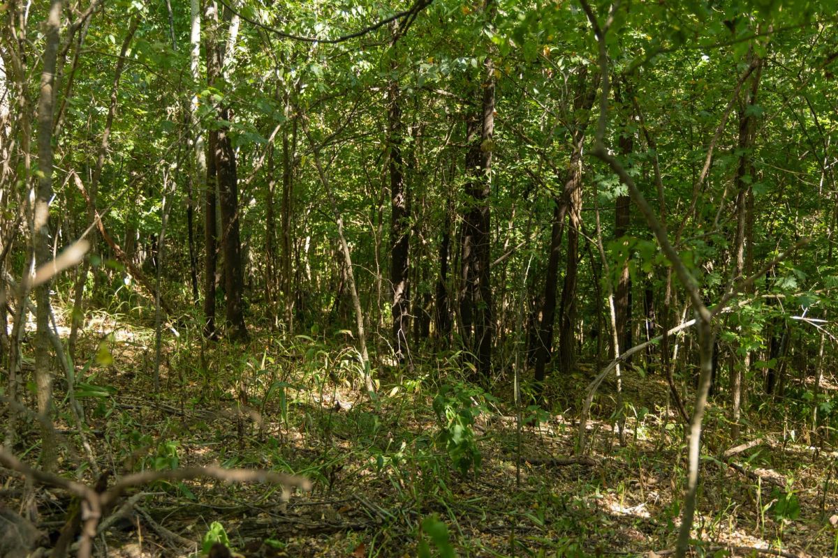 Decorative background for Big White Oak Tract 111 image 11