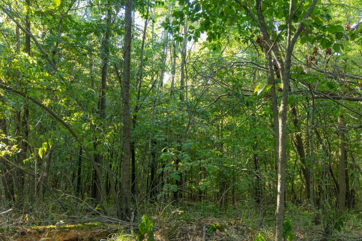 Decorative background for Big White Oak Tract 111 image 12