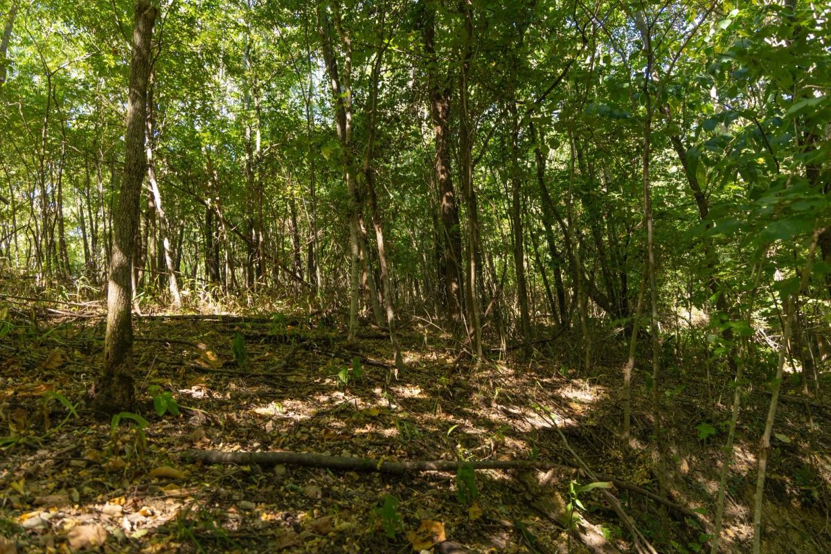 Decorative background for Big White Oak Tract 111 image 13