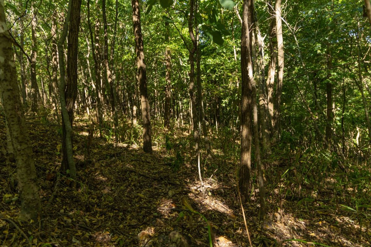 Decorative background for Big White Oak Tract 111 image 14