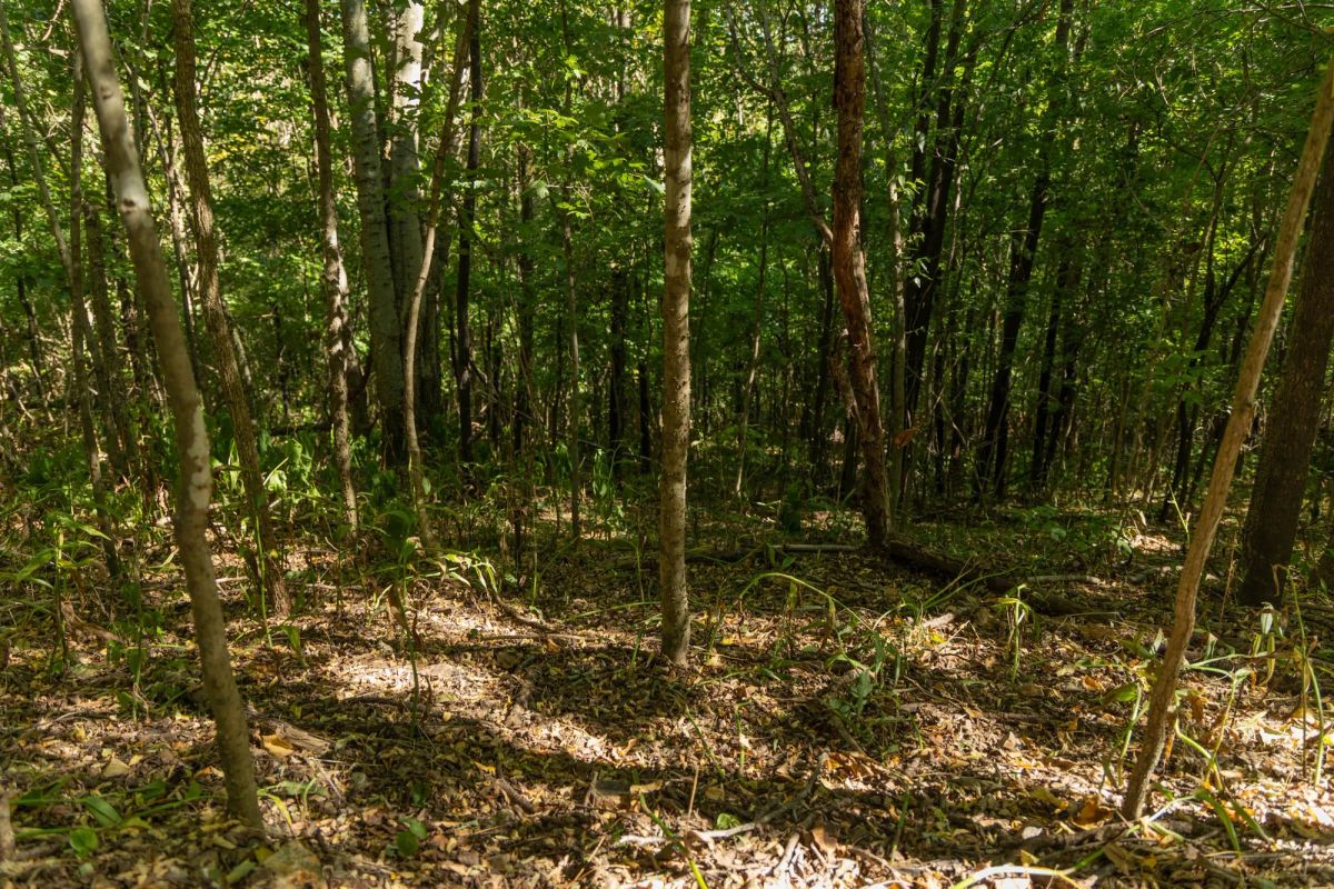 Decorative background for Big White Oak Tract 111 image 15