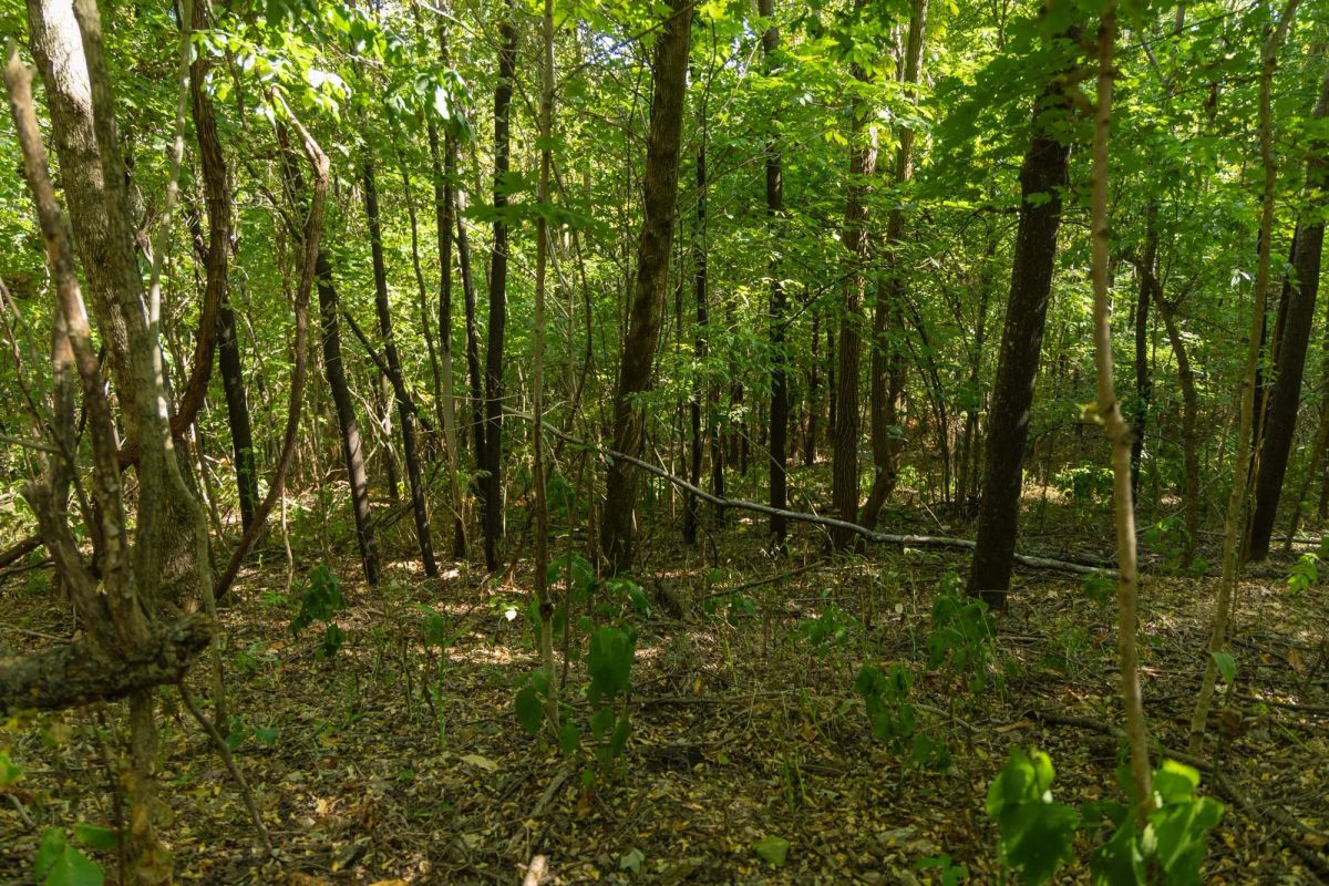 Decorative background for Big White Oak Tract 111 image 16