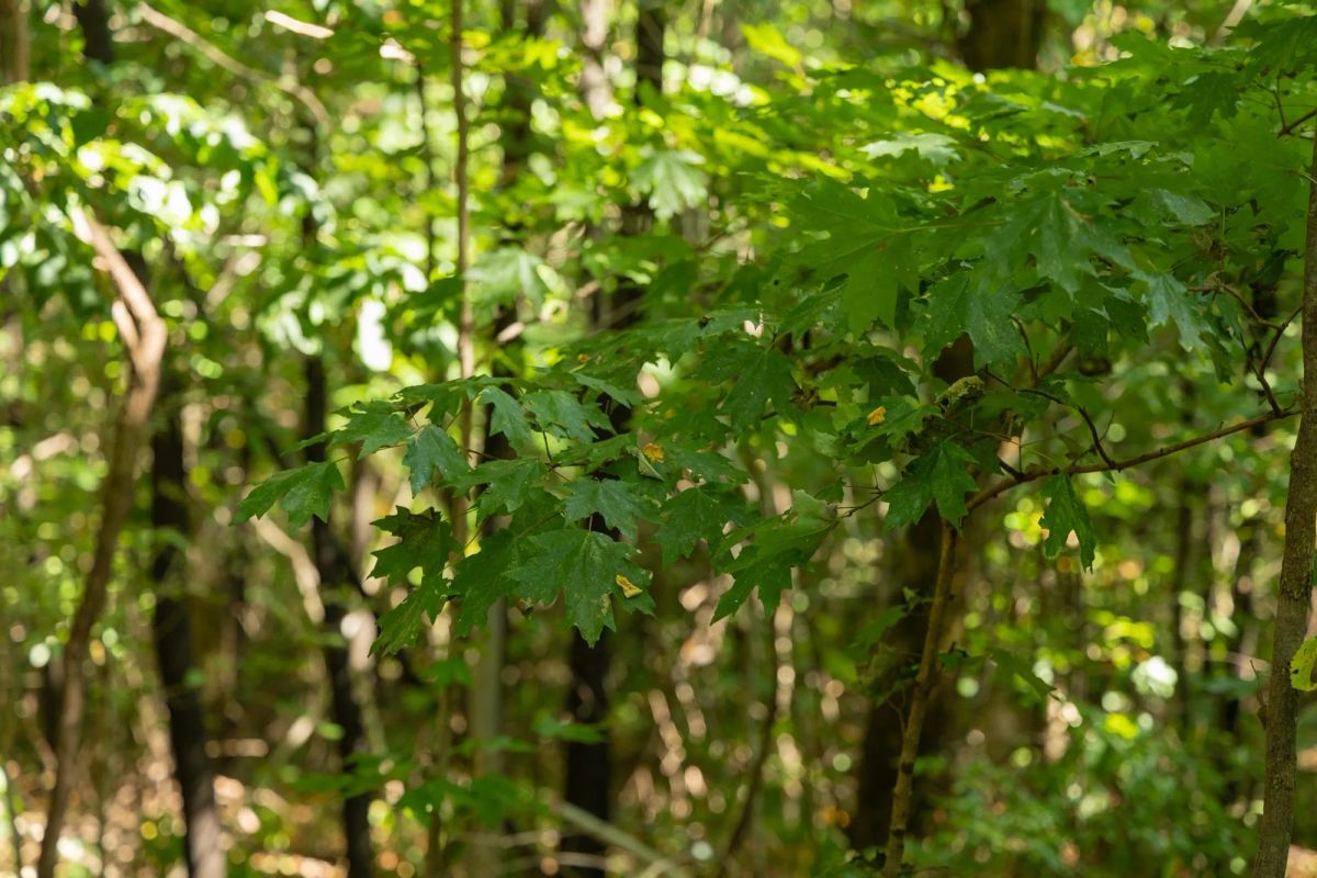 Decorative background for Big White Oak Tract 111 image 17
