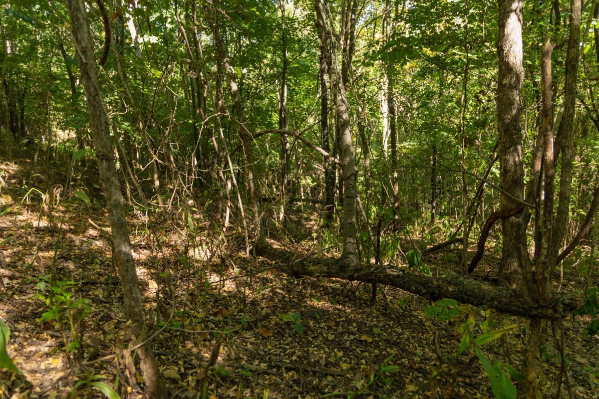 Decorative background for Big White Oak Tract 111 image 18
