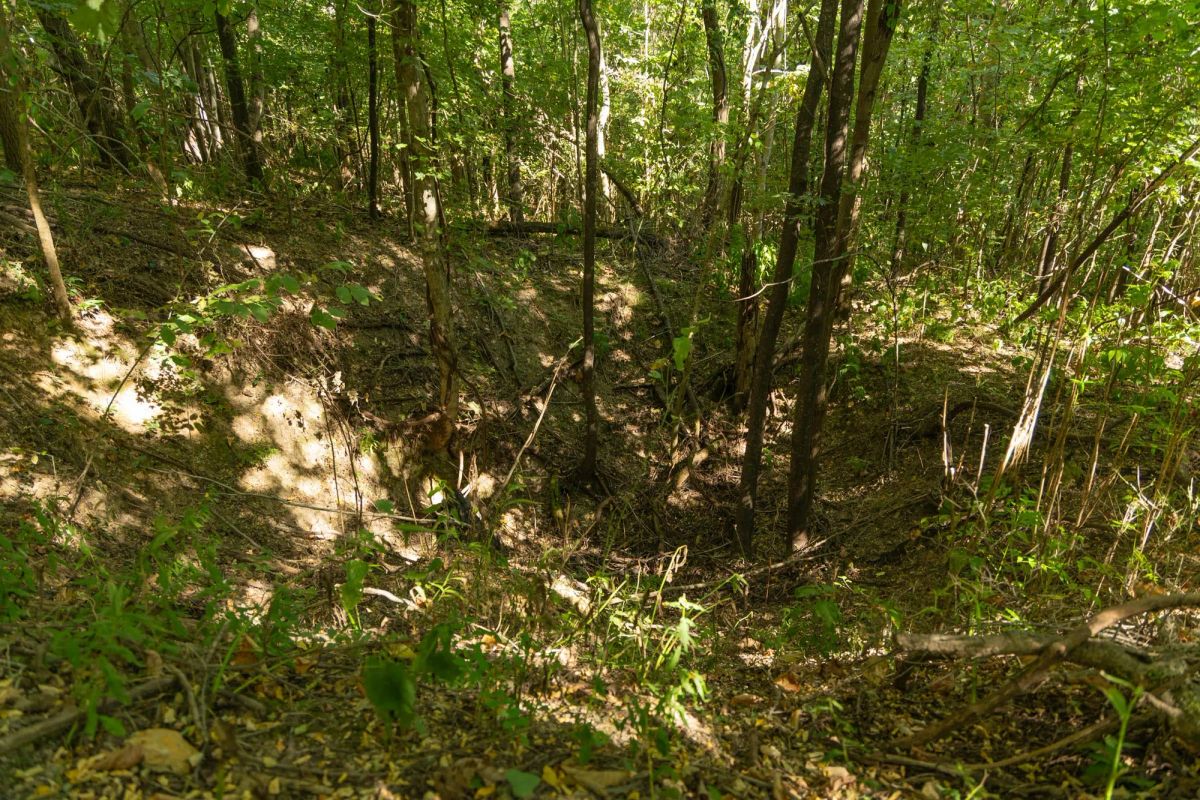 Decorative background for Big White Oak Tract 111 image 19