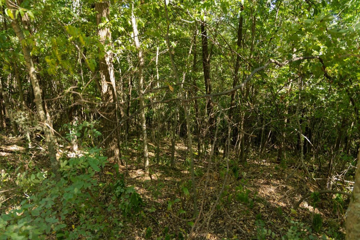 Decorative background for Big White Oak Tract 111 image 20