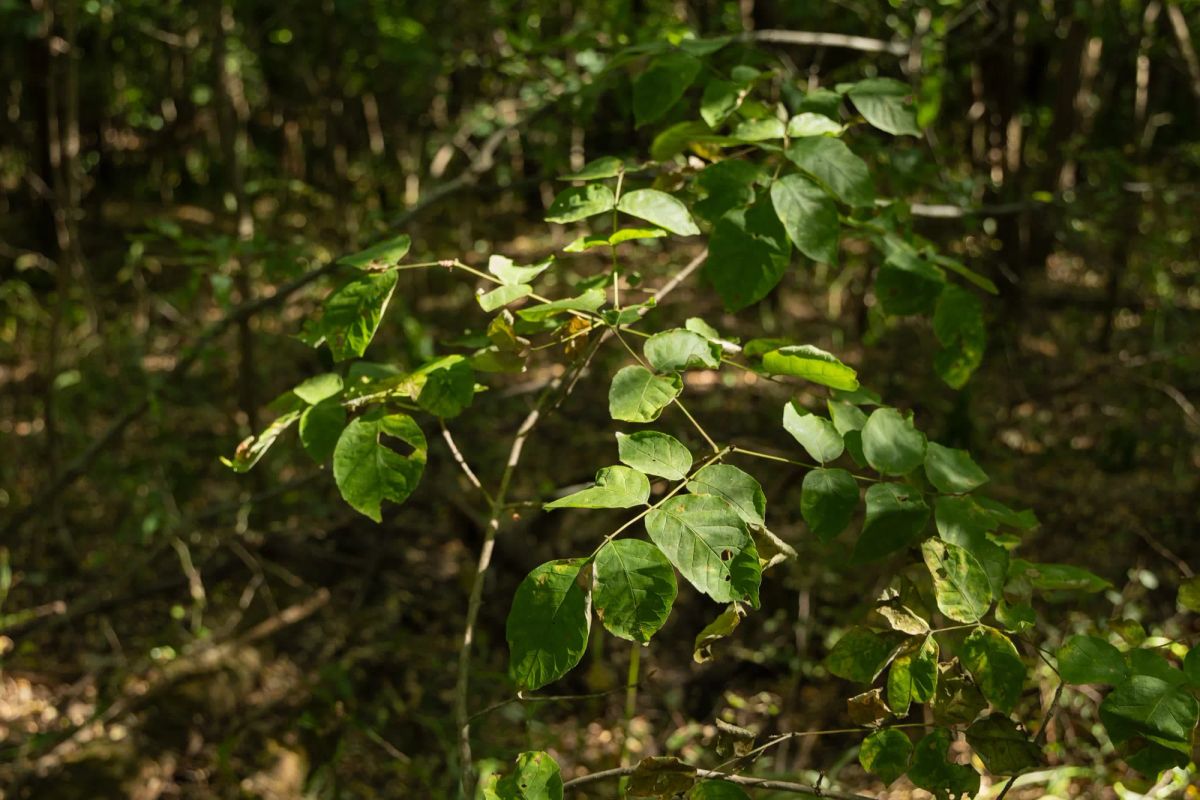 Decorative background for Big White Oak Tract 111 image 21