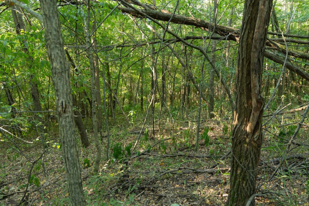 Decorative background for Big White Oak Tract 111 image 22