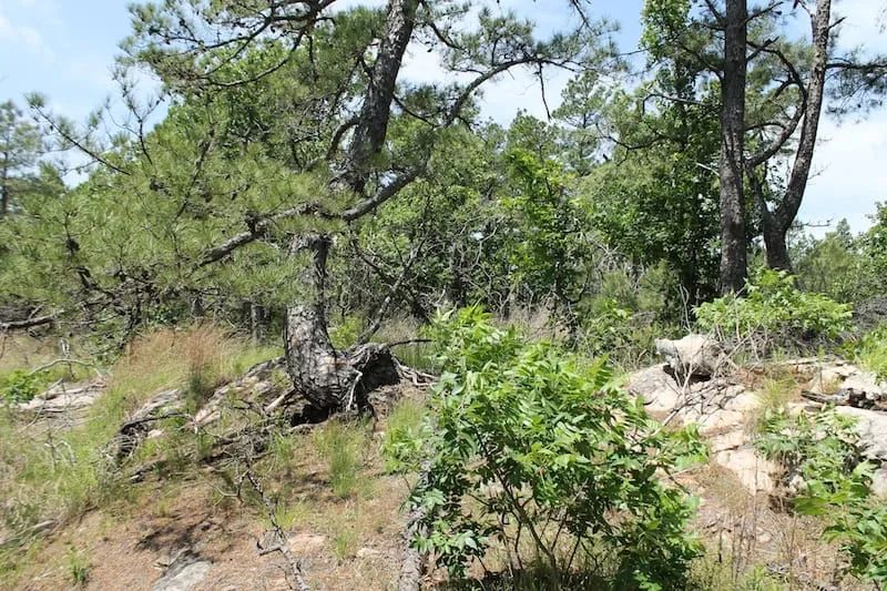 Decorative background for Indian Ridge – Phase II Tract 30 image 5