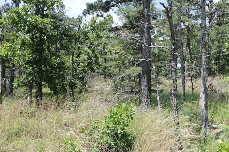 Decorative background for Indian Ridge – Phase II Tract 30 image 6