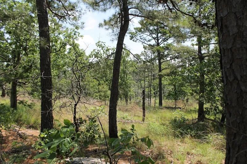 Decorative background for Indian Ridge – Phase II Tract 30 image 8