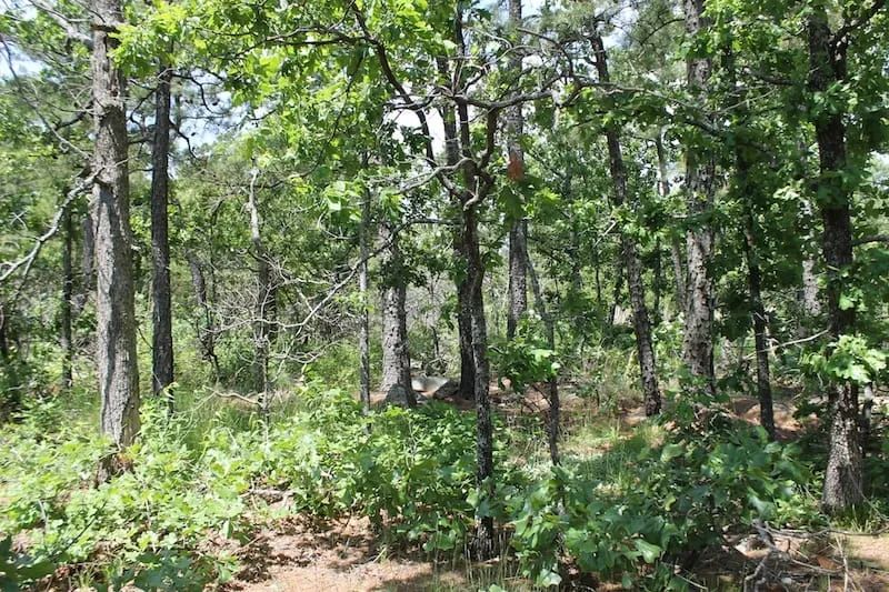 Decorative background for Indian Ridge – Phase II Tract 30 image 9