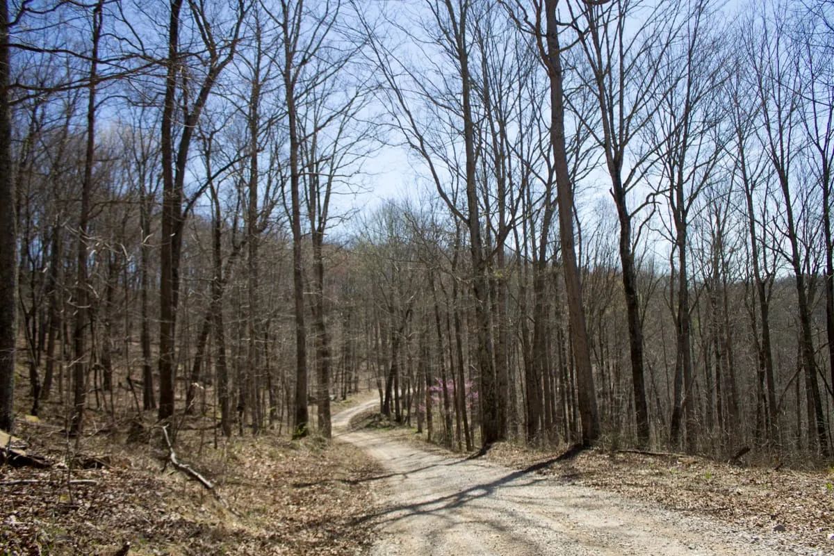 Chestnut Oak Ridge Tract 29 in Rockcastle County, KY