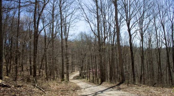 Chestnut Oak Ridge Tract 29 in Rockcastle County, KY