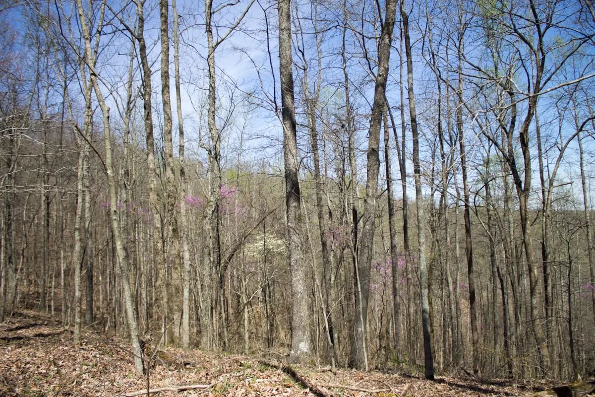 Decorative background for Chestnut Oak Ridge Tract 29 image 5