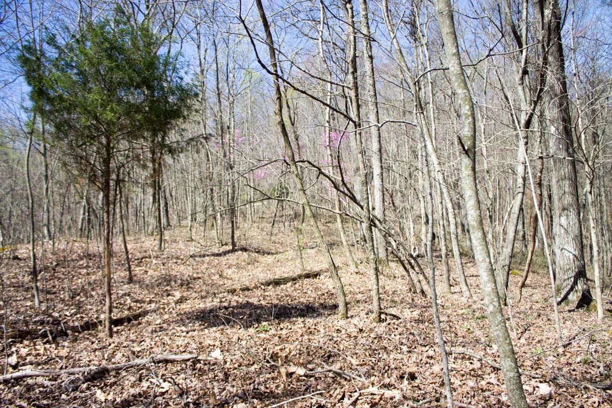 Decorative background for Chestnut Oak Ridge Tract 29 image 6