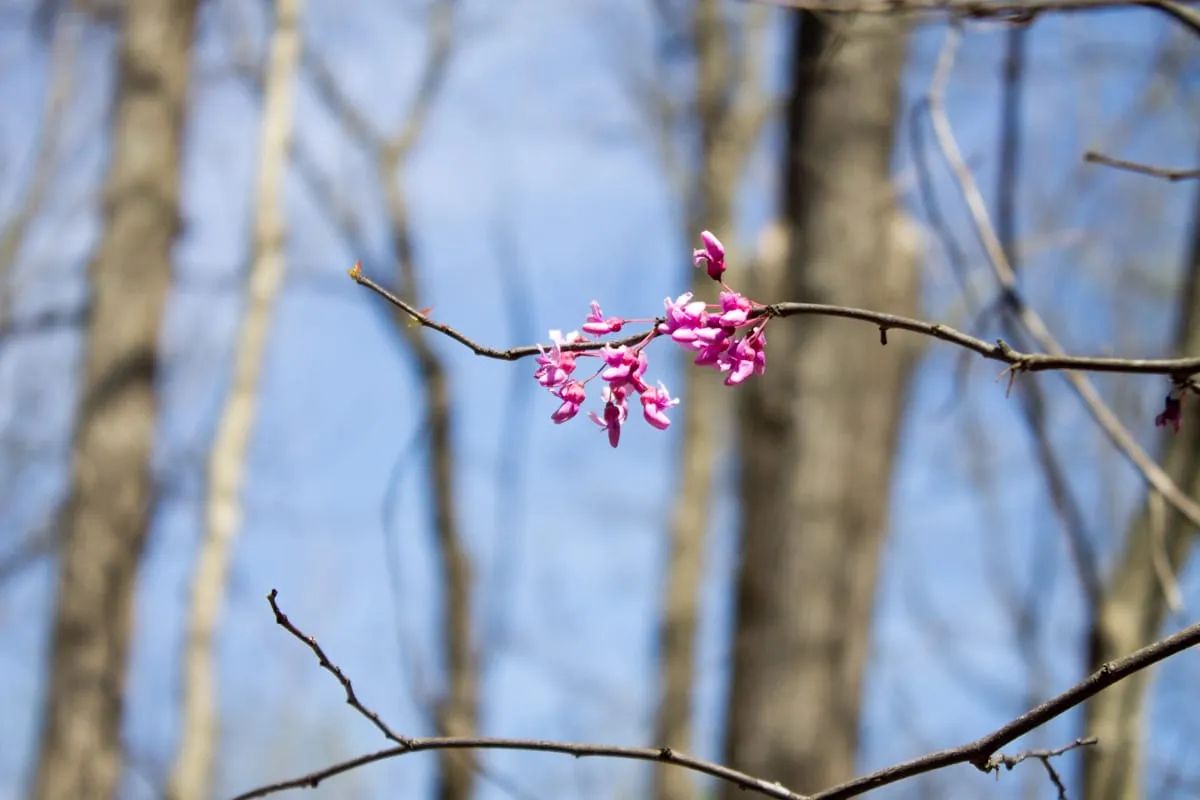 Decorative background for Chestnut Oak Ridge Tract 29 image 7