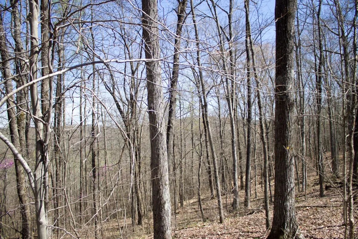 Decorative background for Chestnut Oak Ridge Tract 29 image 8