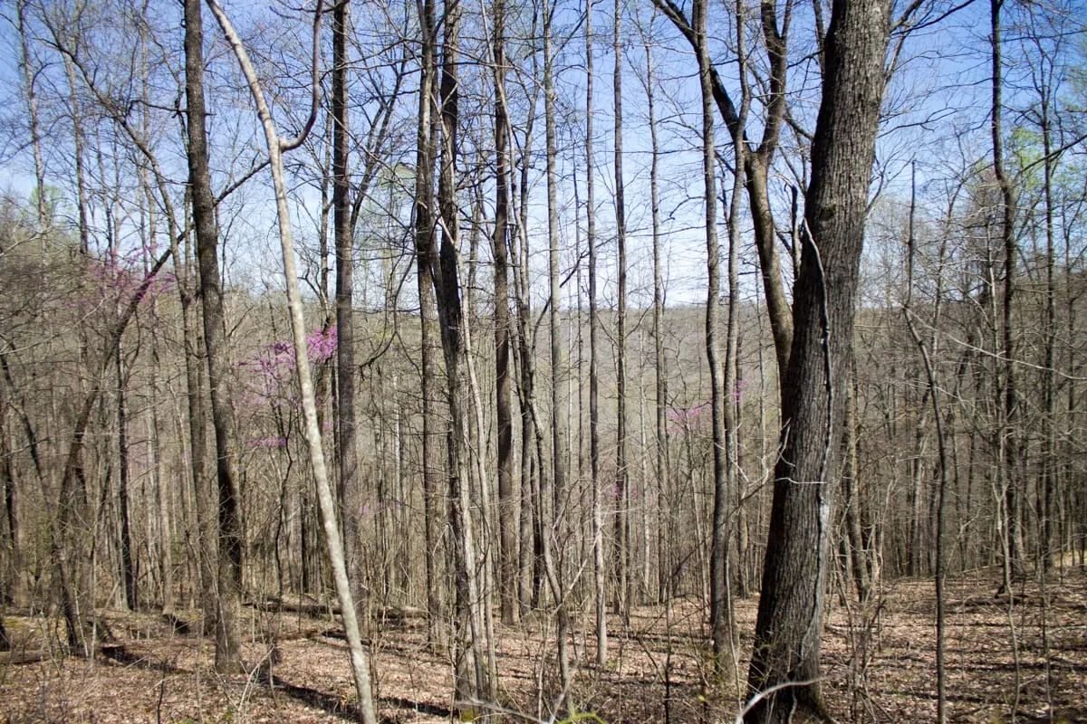 Decorative background for Chestnut Oak Ridge Tract 29 image 9
