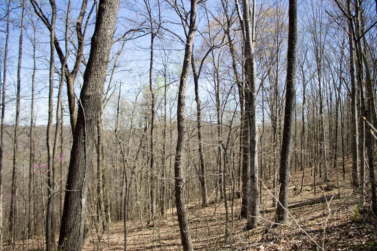 Decorative background for Chestnut Oak Ridge Tract 29 image 10