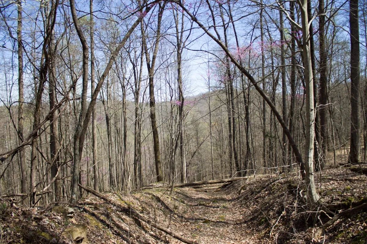 Decorative background for Chestnut Oak Ridge Tract 29 image 11