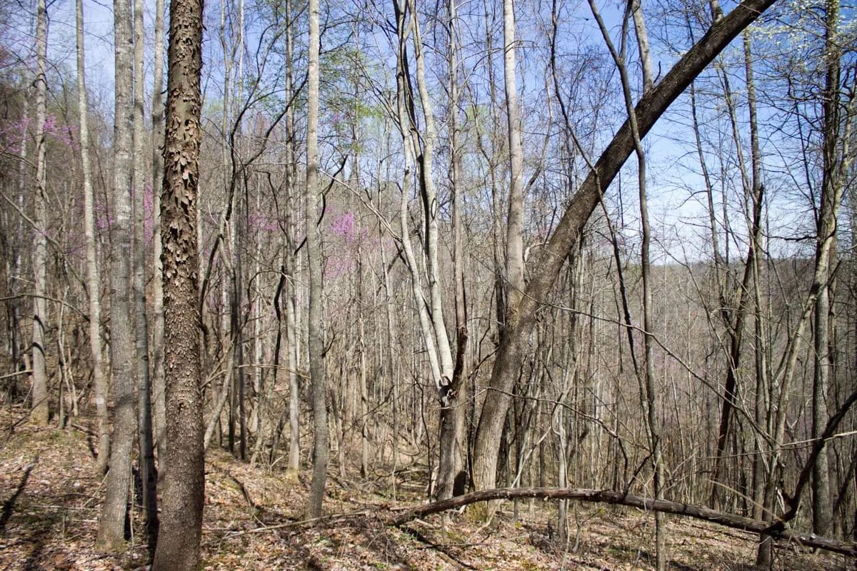 Decorative background for Chestnut Oak Ridge Tract 29 image 12