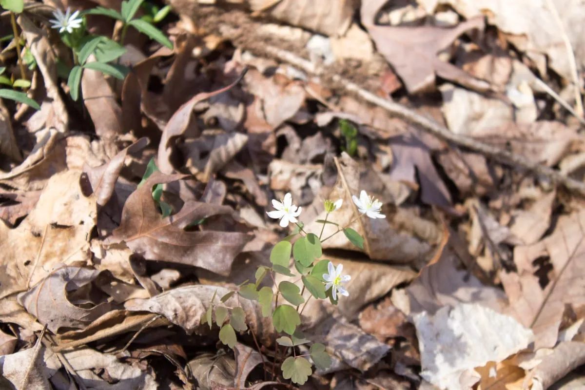 Decorative background for Chestnut Oak Ridge Tract 29 image 15